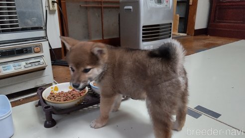 成約済の秋田県の柴犬-270629の4枚目